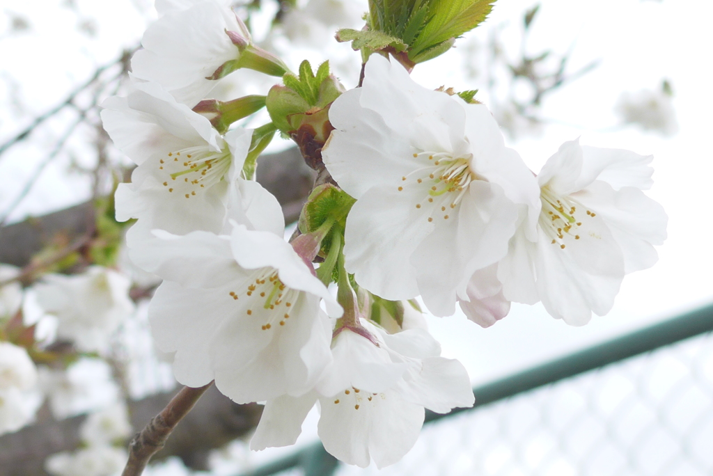 P1140320　さくら