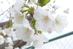 P1140320　さくら