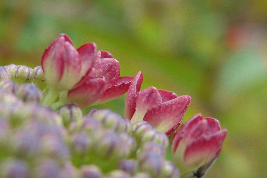 P1090489　かわいい