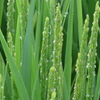 P1340028　イネの花