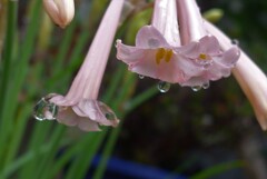 P1250629 (2)　うなだれて