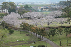 桜咲く公園