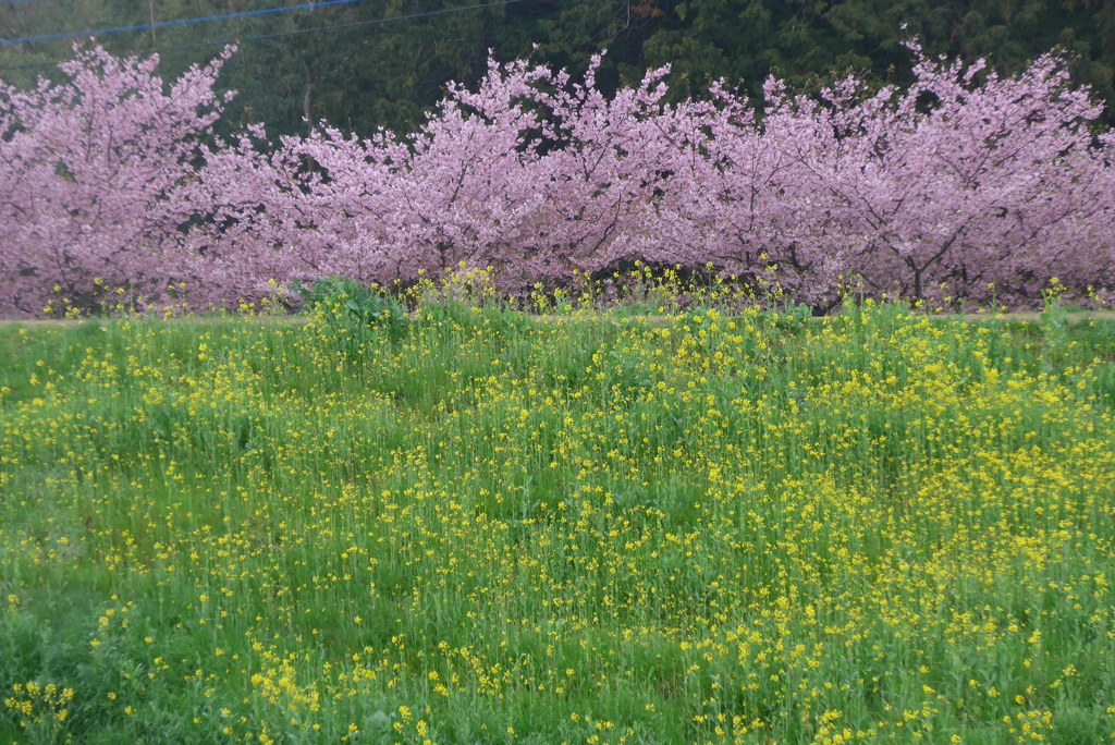 P1130930　河津桜と菜の花
