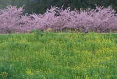 P1130930　河津桜と菜の花