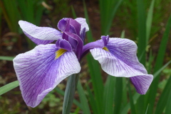 P1230137　花菖蒲