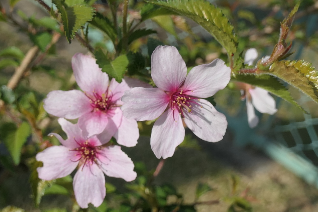 P1001447　可愛い桜