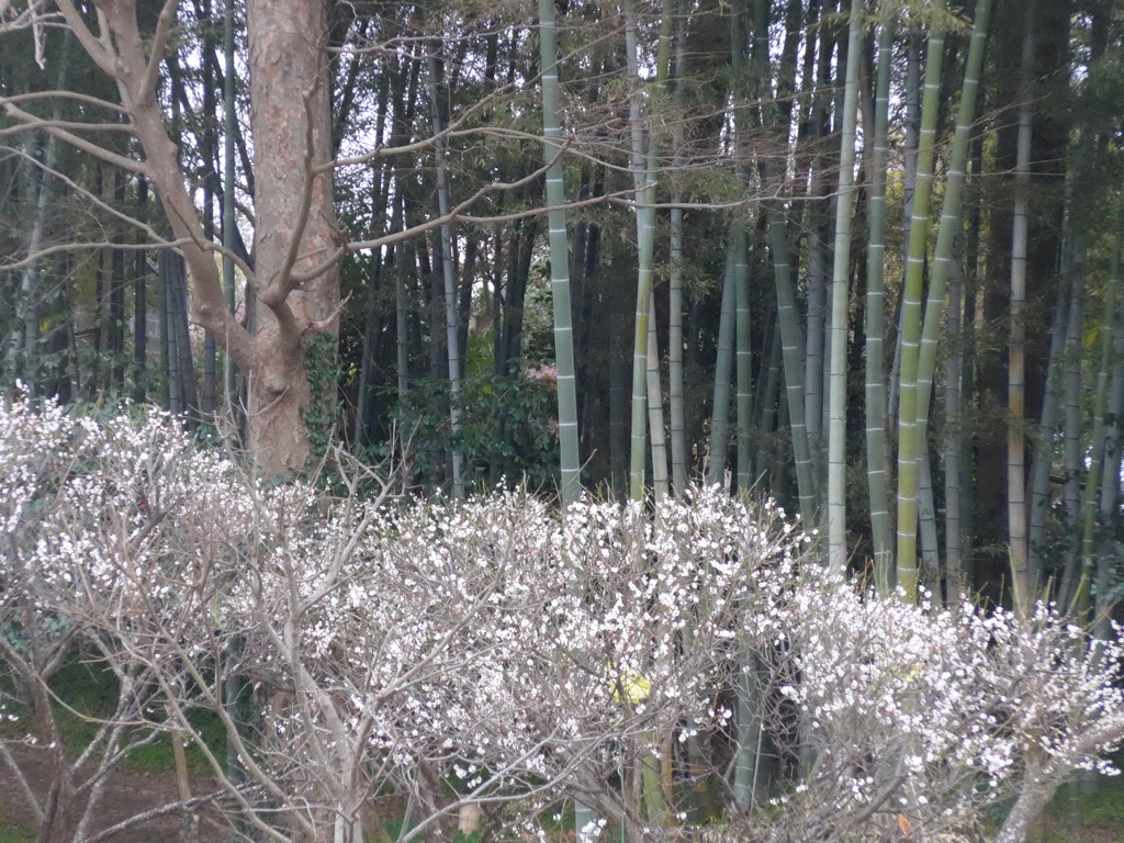 P1130669　竹と白梅