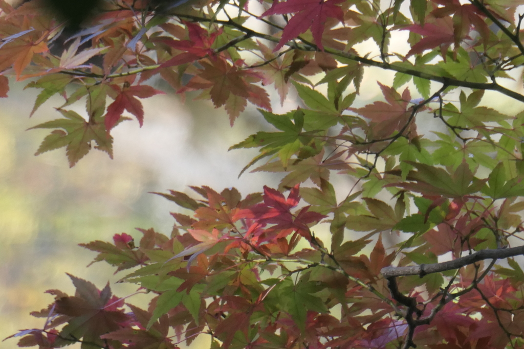 P1069615　紅葉