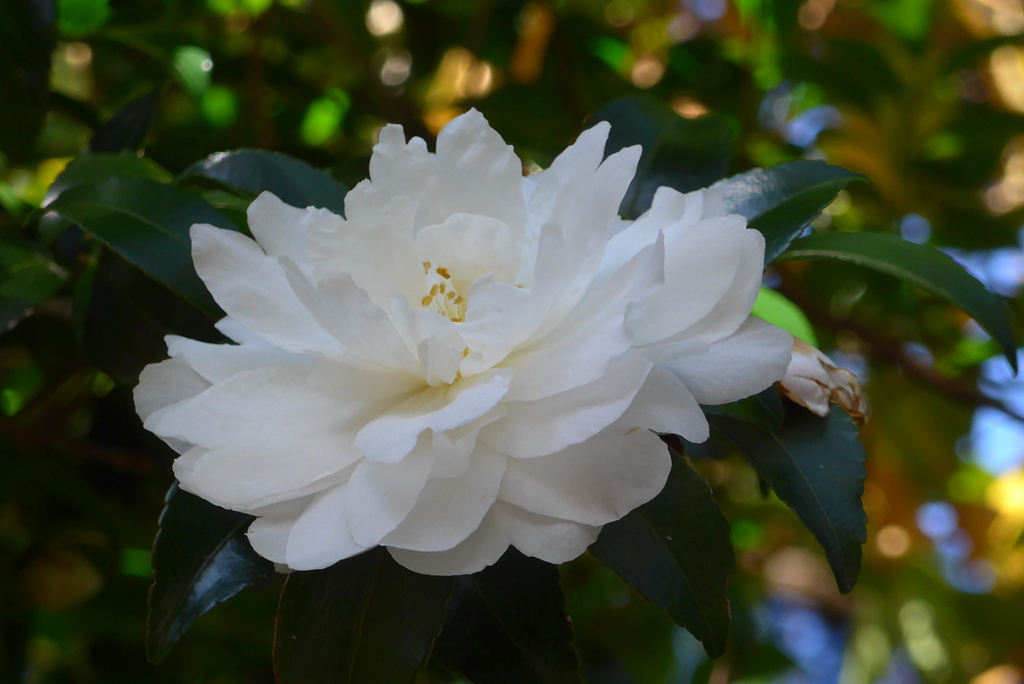 P1190295　修善寺虹の郷にて　～サザンカ～