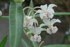 P1180604　フウセントウワタの花
