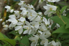 P1079968　ヒメウツギ