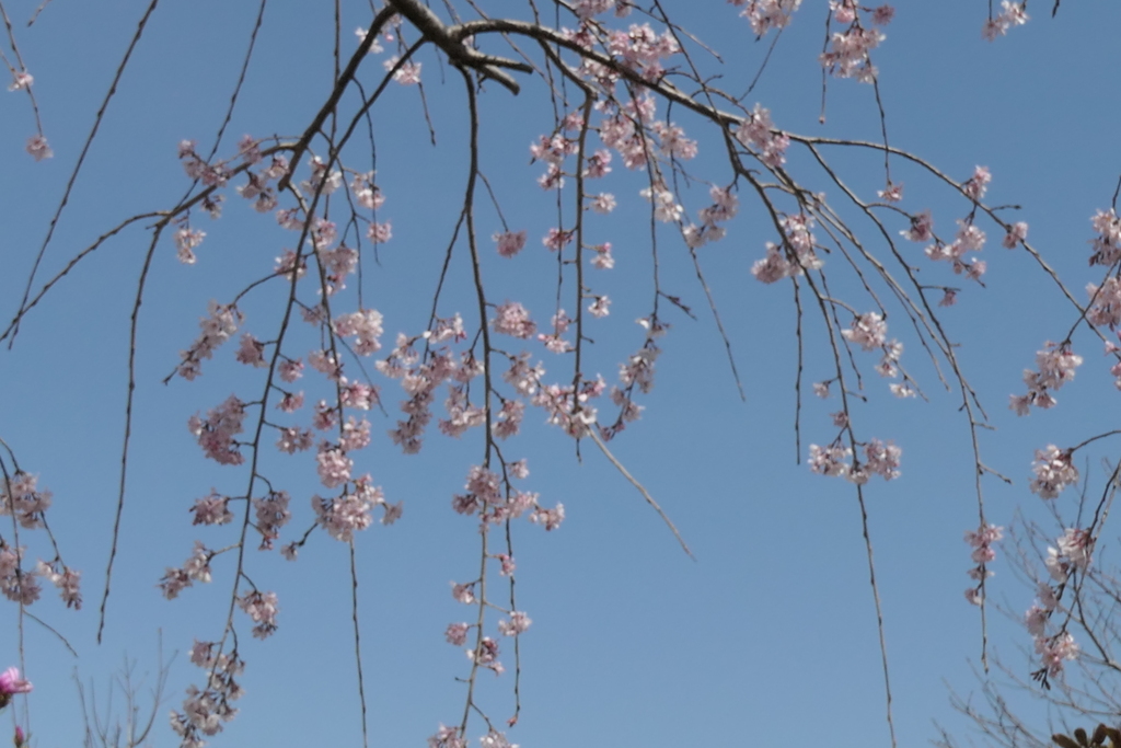 P1023550　枝垂れ桜