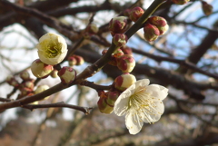 P1370431　白梅