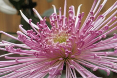 P1069455　菊