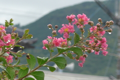 P1360456　雨上がりの百日紅