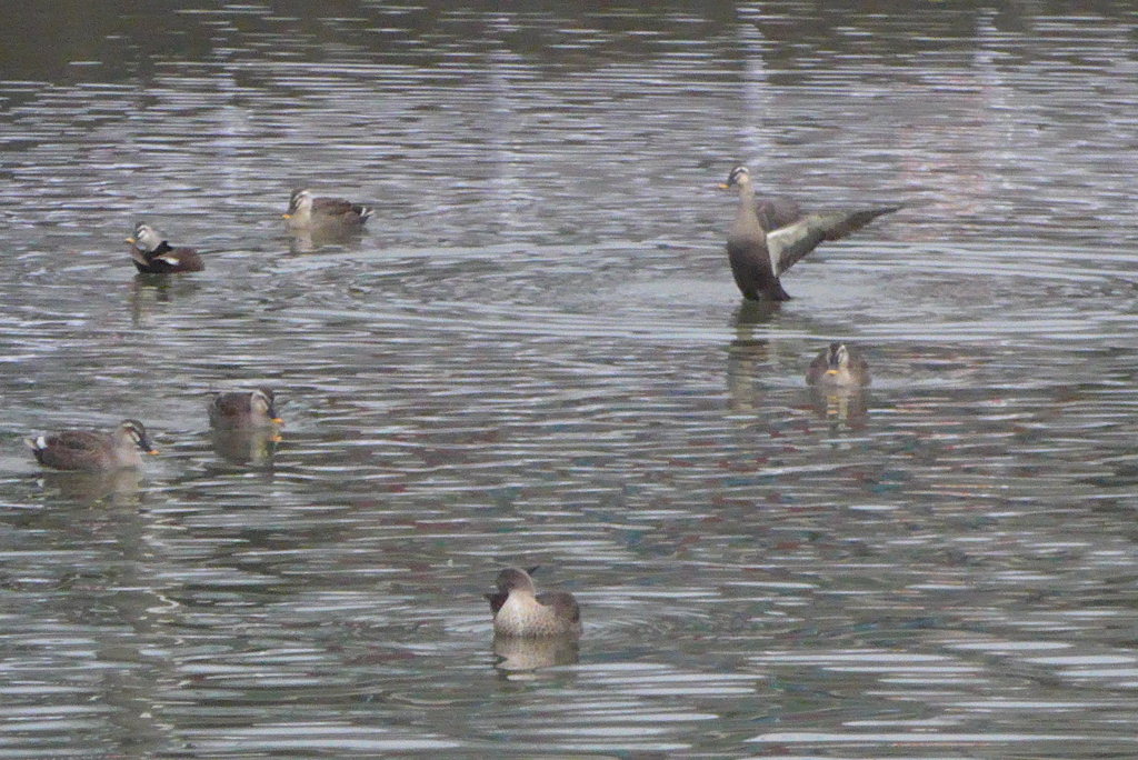 P1190856 (2)　集う