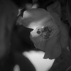 P1023301 (2)　木洩れ日に