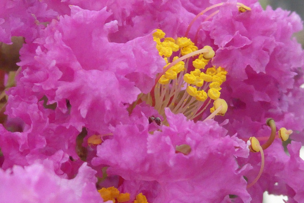 P1240128　ふんわり