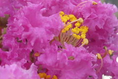P1240128　ふんわり