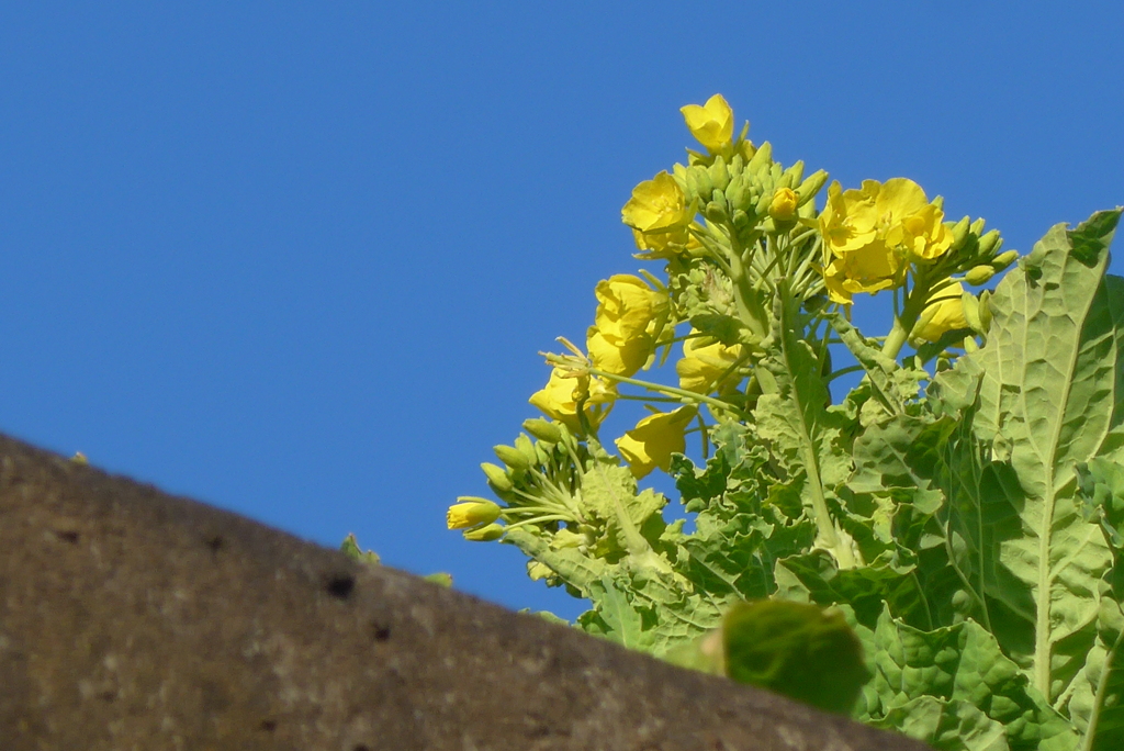 P1390424　春の訪れ