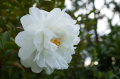 R0351841　サザンカ