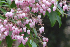 P1200221　アセビ