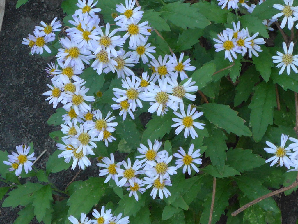 P1120240　野の花