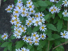 P1120240　野の花