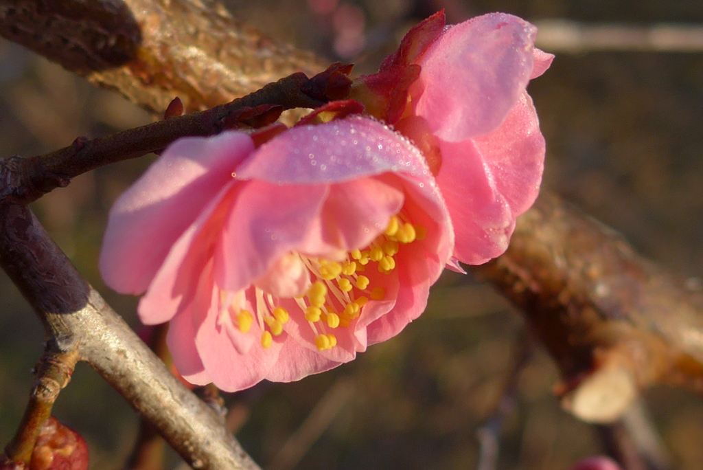 P1250962　朝の光に