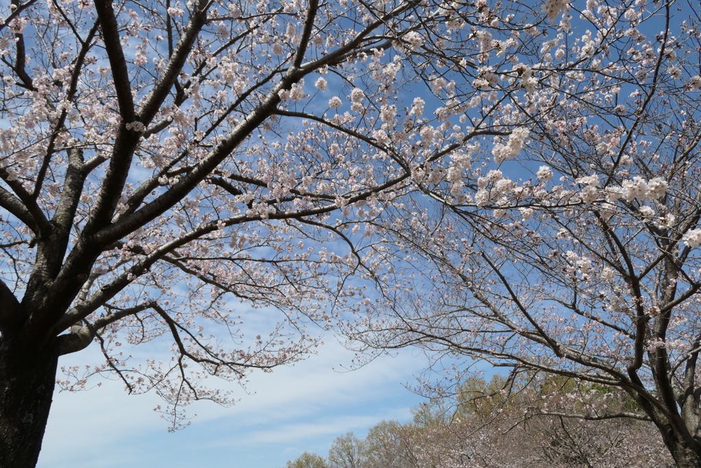 P1023515　桜