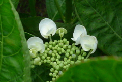 P1220999　はにかみやさん