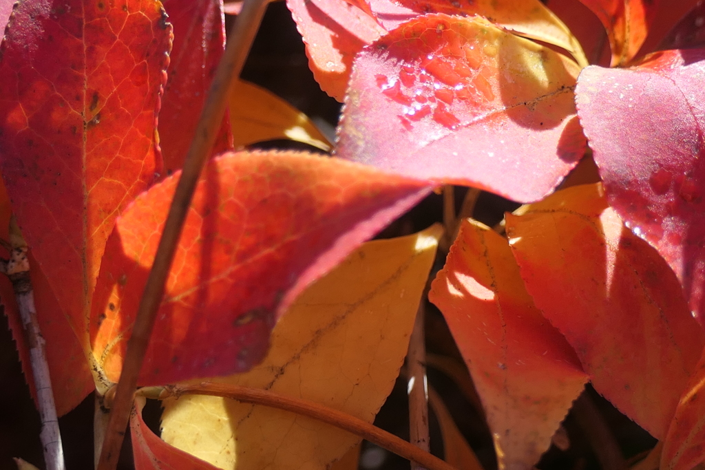 P1057358　紅葉