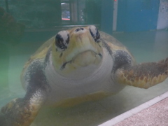 P1090633　水族館にて