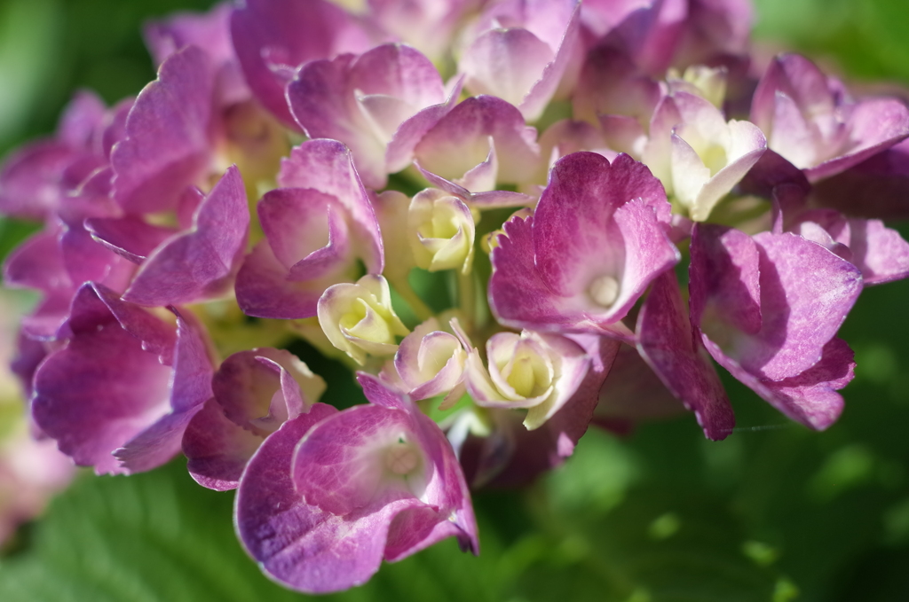 R0353570　紫陽花