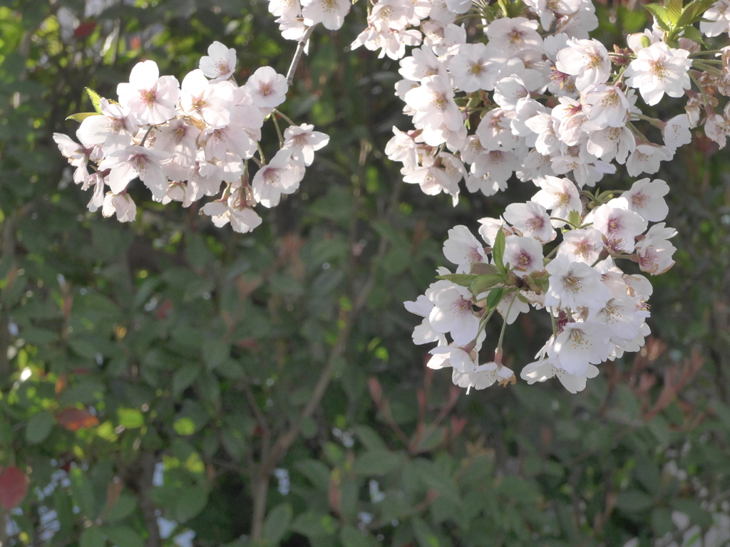 P1140584　さくら