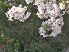 P1140584　さくら