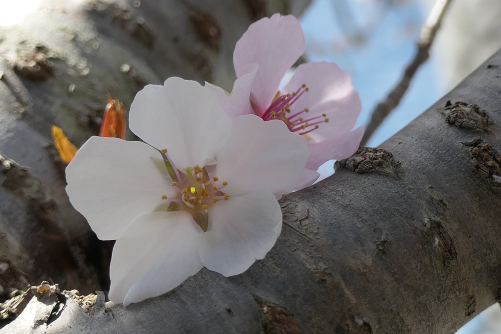 P1023536　小さなサクラの花