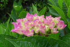 P1230119　公園の紫陽花