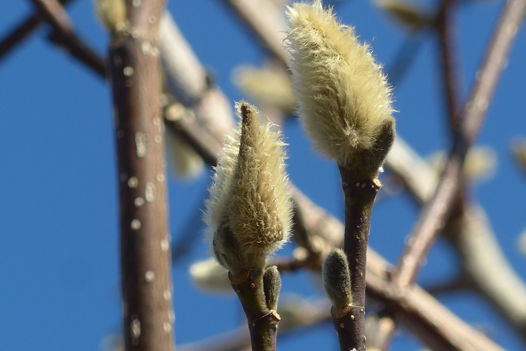 P1390449　春を待つ