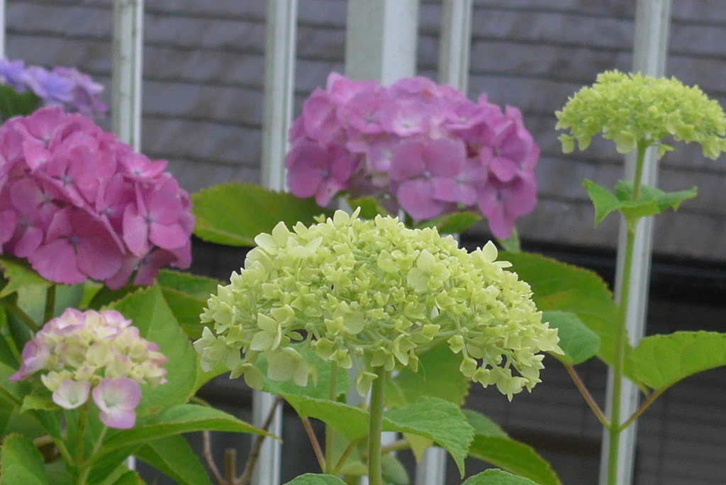 P1300675　あじさい