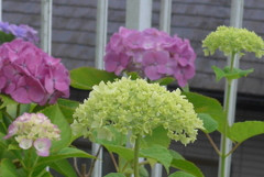 P1300675　あじさい