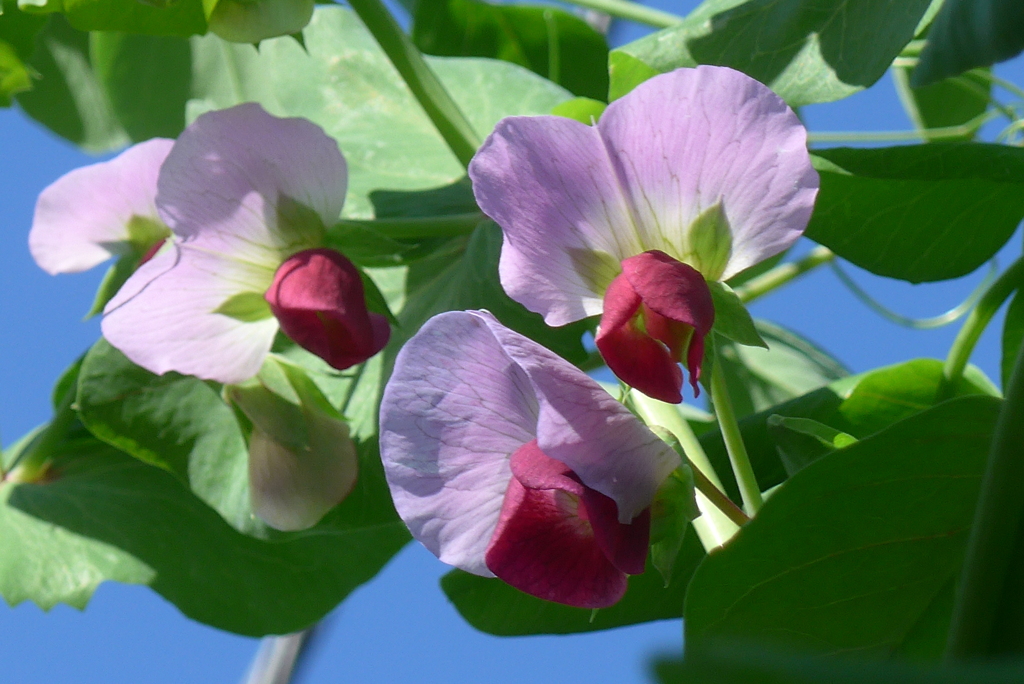 P1350359　エンドウの花