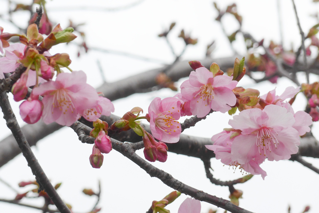 P1340806 (2)　河津桜