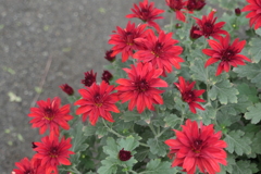 P1069486　菊