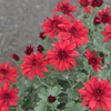 P1069486　菊