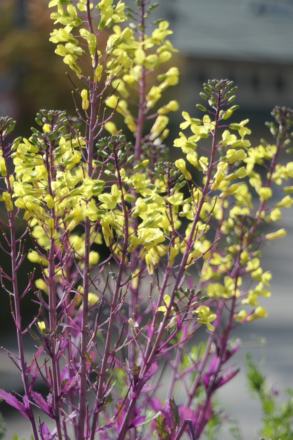 P1001491　ハボタンの花