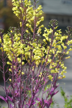 P1001491　ハボタンの花