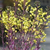 P1001491　ハボタンの花