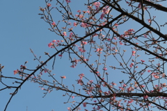 P1034918　冬の桜