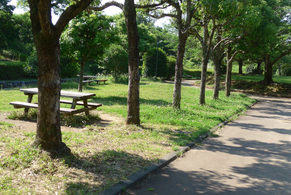 P1360042　夏の公園